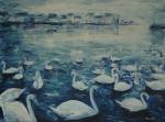 Reinder Bleeker - Galway Swans